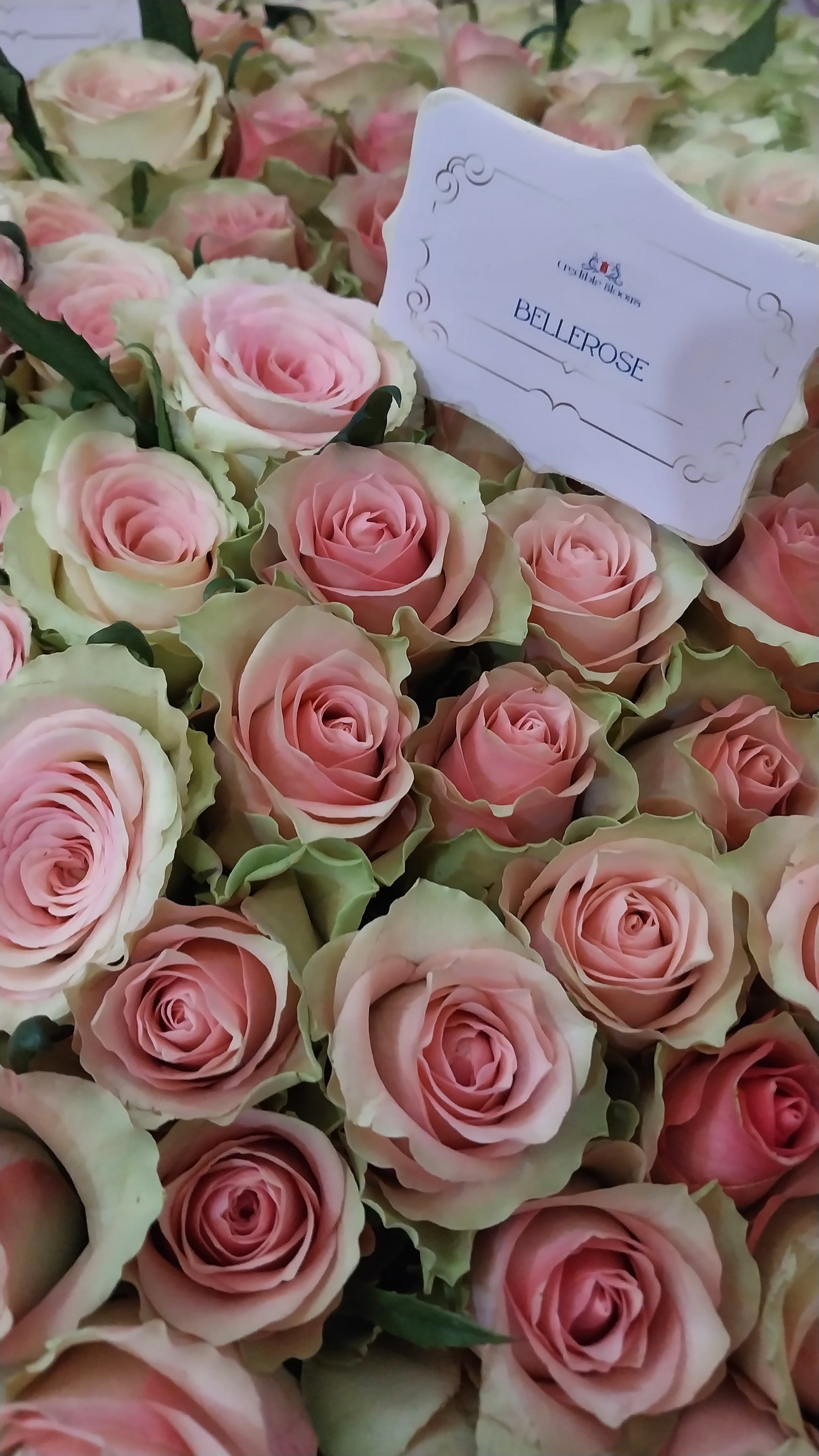 Flower gallery image 2